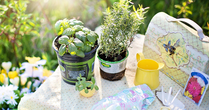 Plant your own Herb Garden Gardening Tips